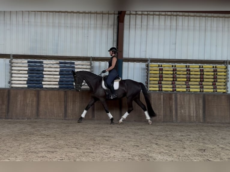KWPN Mare 11 years 16,2 hh Black in Oud Gastel