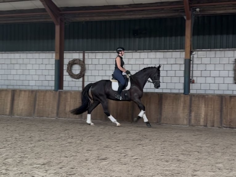 KWPN Mare 11 years 16,2 hh Black in Oud Gastel
