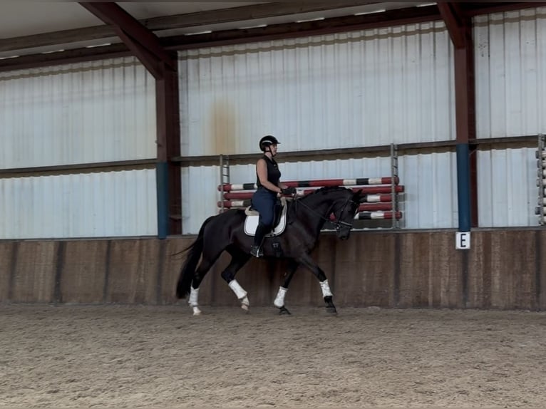 KWPN Mare 11 years 16,2 hh Black in Oud Gastel