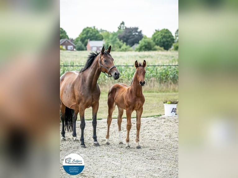 KWPN Mare 11 years 16,2 hh Brown in Hoogerheide