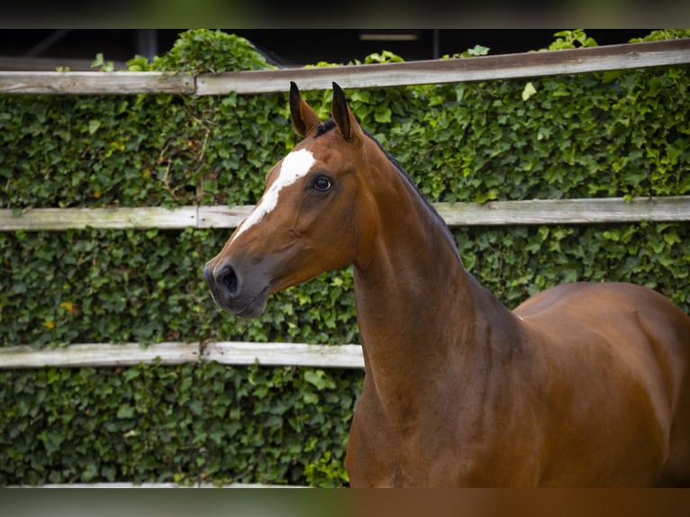 KWPN Mare 11 years 16,2 hh Brown in Waddinxveen
