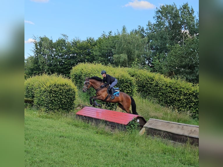 KWPN Mare 11 years 16,2 hh Brown in M&#xFC;nster