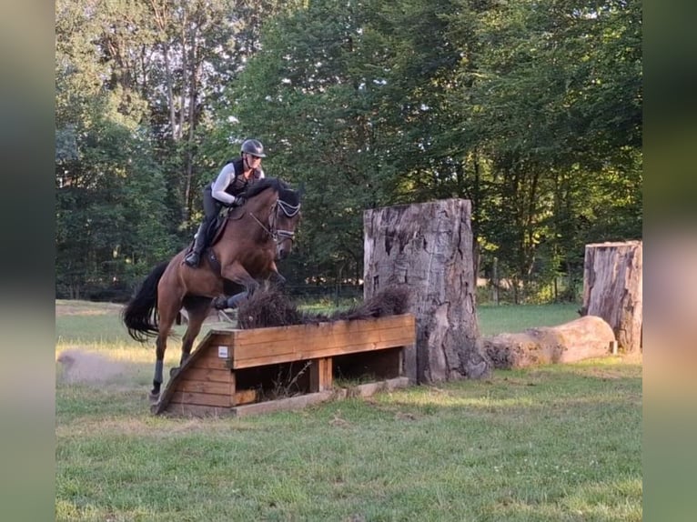 KWPN Mare 11 years 16,2 hh Brown in M&#xFC;nster