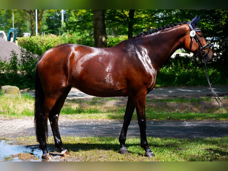 KWPN Mare 11 years 16,2 hh Brown in M&#xFC;nster