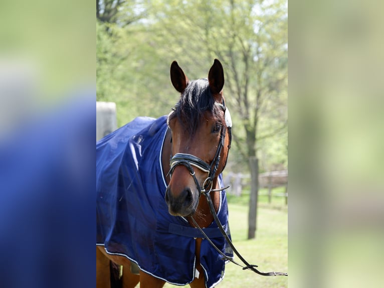 KWPN Mare 11 years 16,2 hh Brown in M&#xFC;nster