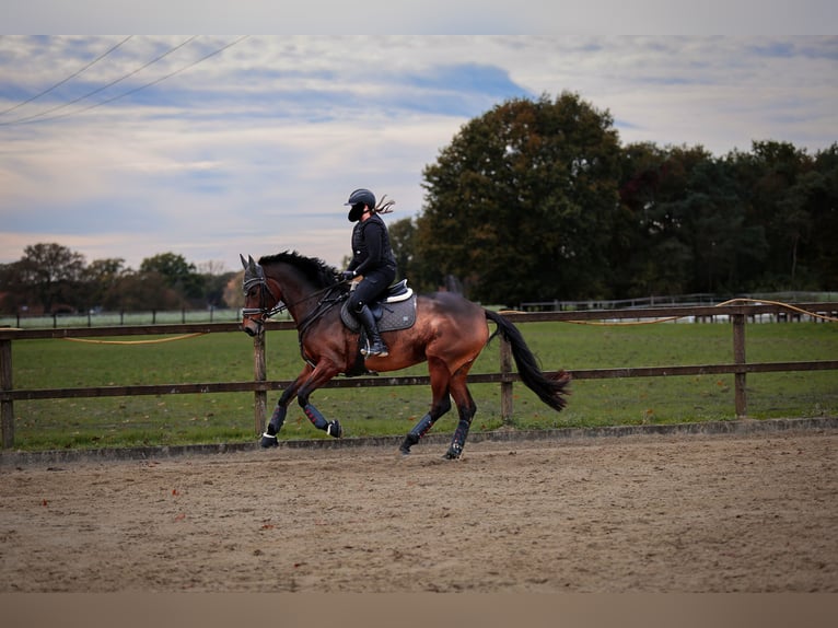 KWPN Mare 11 years 16,2 hh Brown in M&#xFC;nster