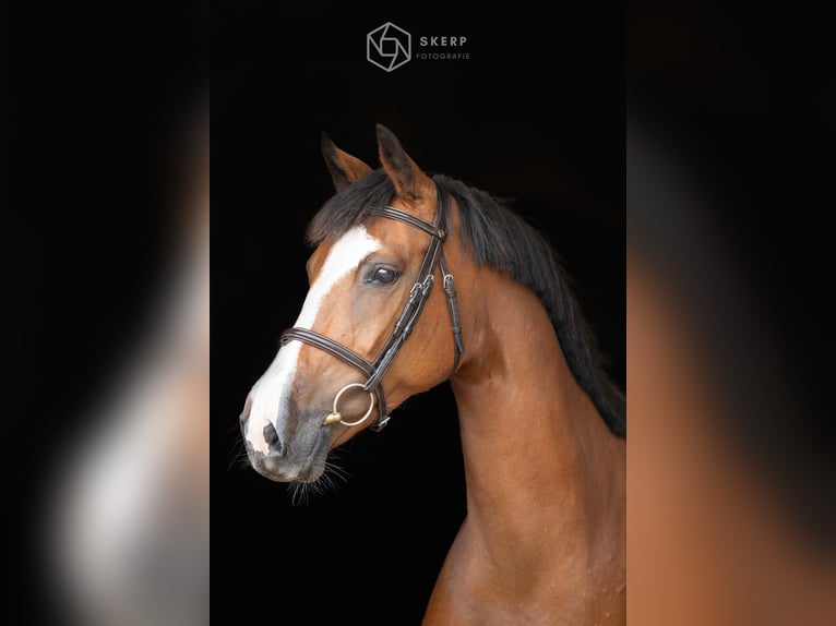KWPN Mare 11 years 16,2 hh Brown in Surhuisterveen
