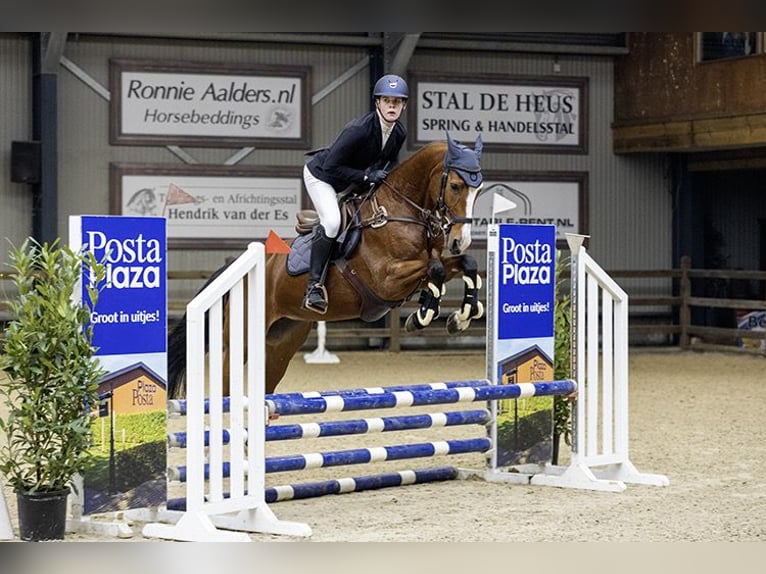 KWPN Mare 11 years 16,2 hh Brown in Surhuisterveen