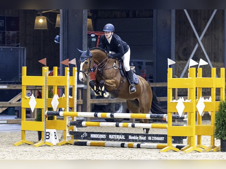 KWPN Mare 11 years 16,2 hh Brown in Surhuisterveen