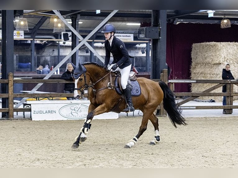 KWPN Mare 11 years 16,2 hh Brown in Surhuisterveen