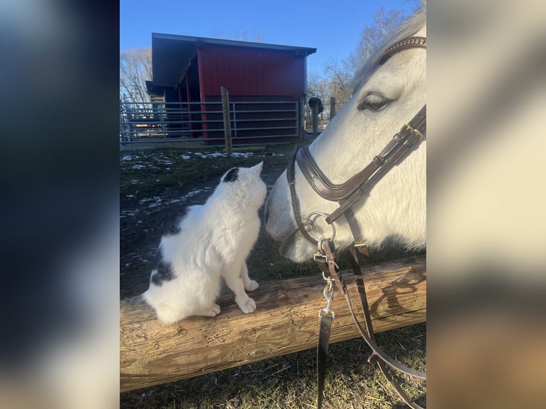KWPN Mare 11 years 16,2 hh Grey-Dapple in Donaueschingen