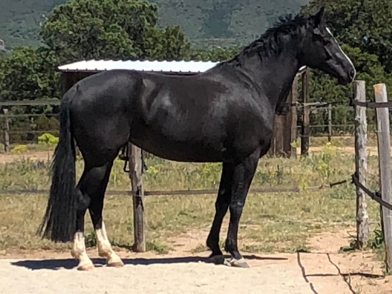KWPN Mare 11 years 16,3 hh Black in Comps