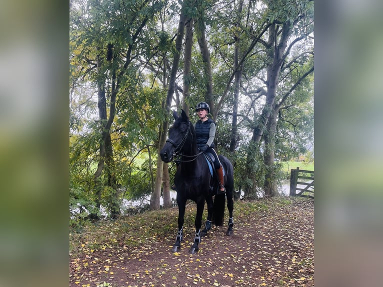 KWPN Mare 11 years 16,3 hh Smoky-Black in Dordrecht KWPN Mare 11 years 16,3 hh Smoky-Black in Dordrecht