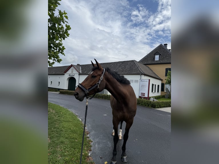 KWPN Mare 11 years 17.1 hh Bay-Dark in Schwalmtal