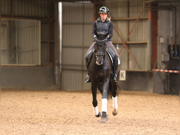 KWPN Mare 11 years 17.1 hh Black in Kampen