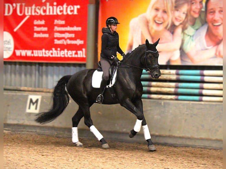 KWPN Mare 11 years 17.1 hh Black in Kampen
