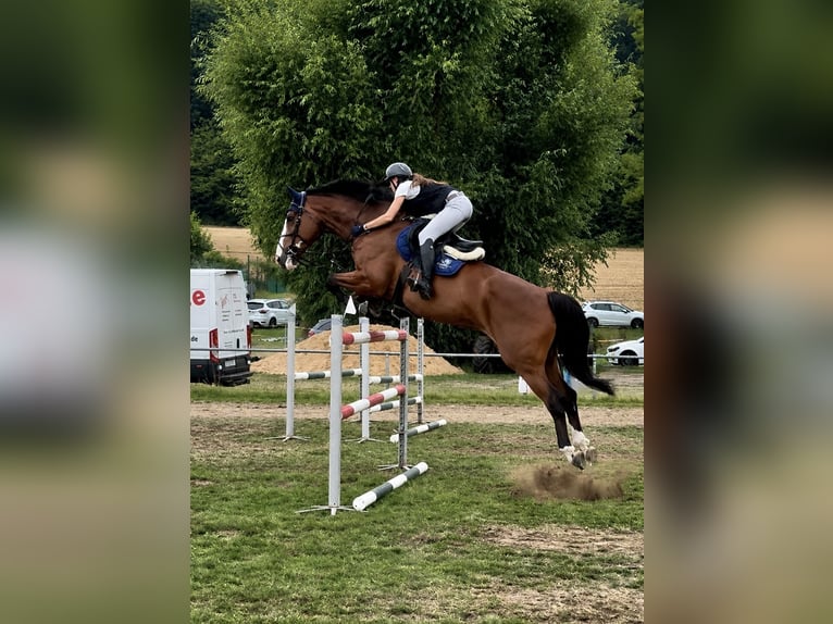 KWPN Mare 11 years 17.2 hh Brown in Markgröningen