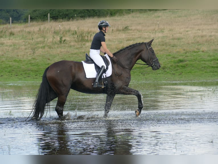 KWPN Mare 11 years 17 hh Black in Ganschow