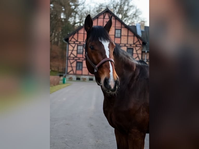 KWPN Mare 11 years 17 hh Brown in Bolesławiec