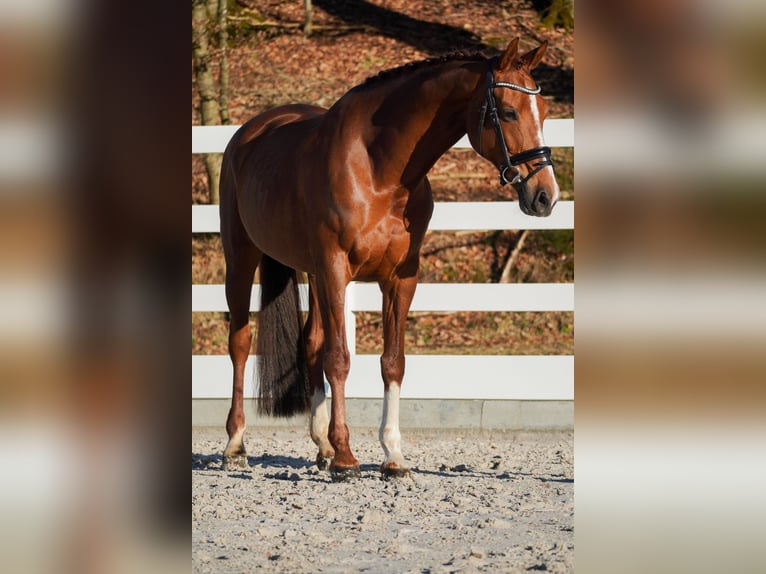 KWPN Mare 11 years 17 hh Chestnut-Red in Nettersheim