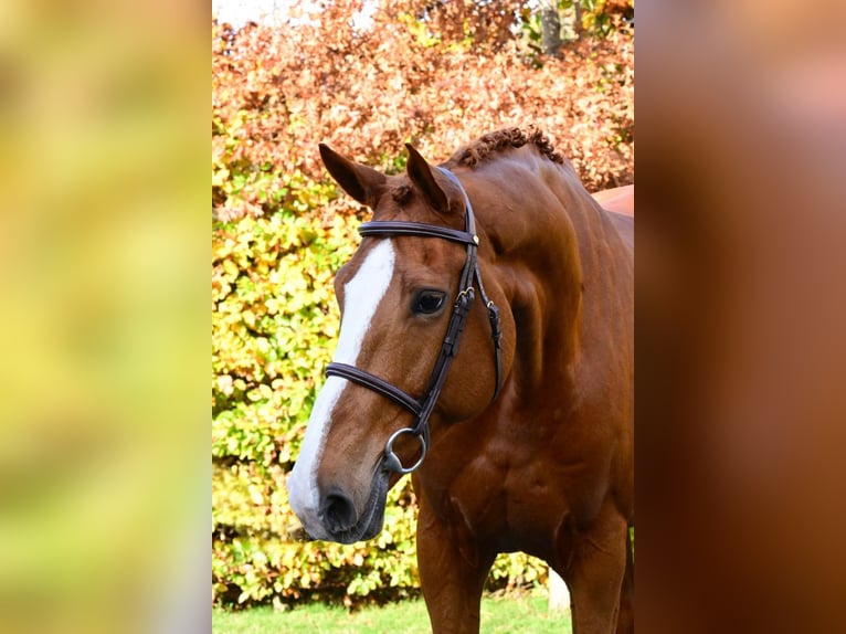 KWPN Mare 11 years 17 hh Chestnut-Red in Bladel