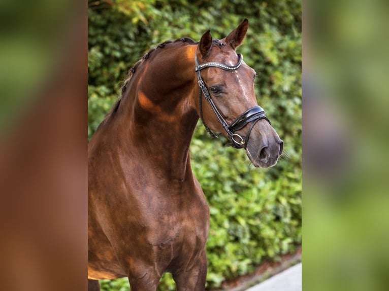 KWPN Mare 11 years 17 hh in Asten