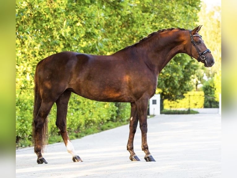 KWPN Mare 11 years 17 hh in Asten