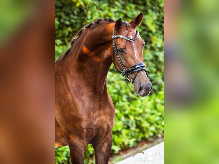 KWPN Mare 11 years 17 hh in Asten