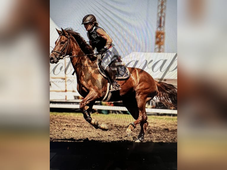 KWPN Mare 11 years Chestnut in Belp