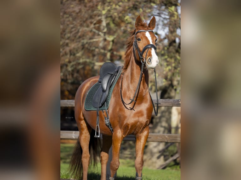 KWPN Mare 12 years 15,2 hh Chestnut-Red in Rhoon