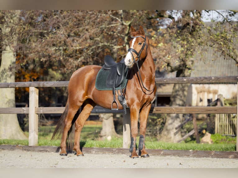 KWPN Mare 12 years 15,2 hh Chestnut-Red in Rhoon