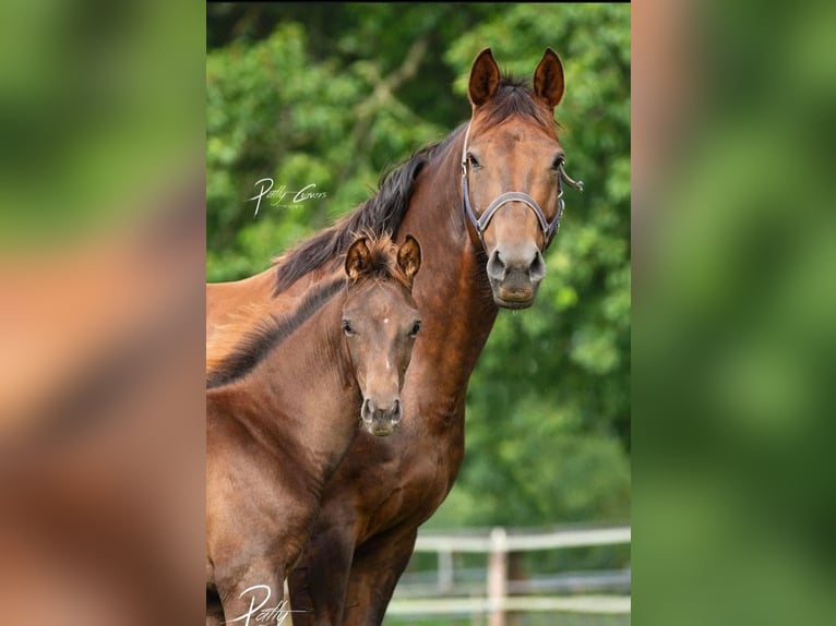 KWPN Mare 12 years 15,3 hh Chestnut in Maarheeze