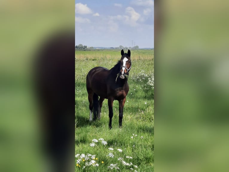 KWPN Mare 12 years 15,1 hh Brown in Kampen