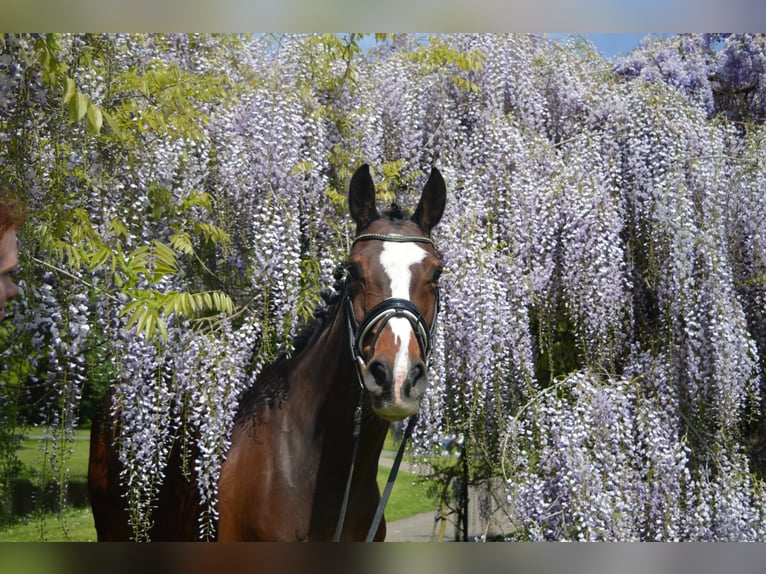 KWPN Mare 12 years 15,1 hh Brown in Kampen