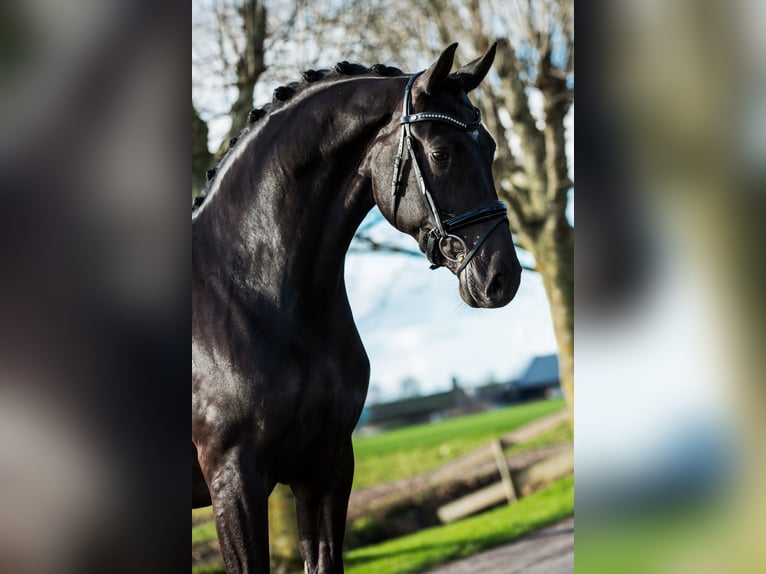 KWPN Mare 12 years 16.1 hh Black in Oudenbosch