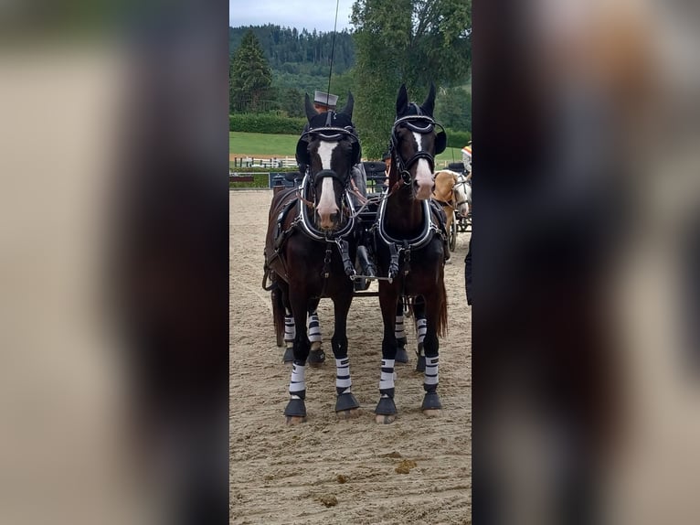 KWPN Mare 12 years 16,1 hh Black in Pelmberg