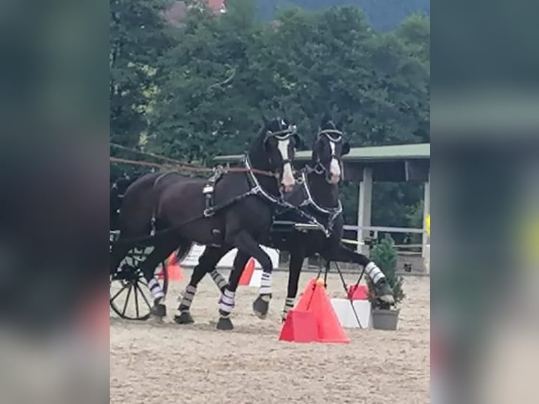 KWPN Mare 12 years 16,1 hh Black in Pelmberg