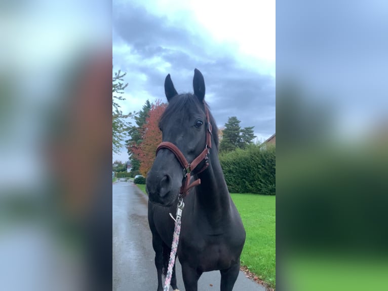 KWPN Mare 12 years 16,1 hh Black in Renchen