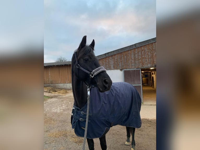 KWPN Mare 12 years 16,1 hh Black in Renchen