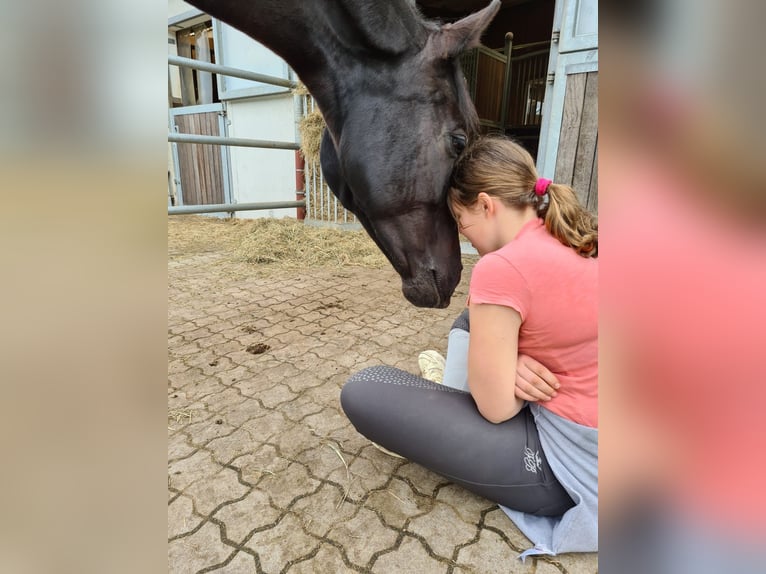 KWPN Mare 12 years 16,1 hh Black in Renchen