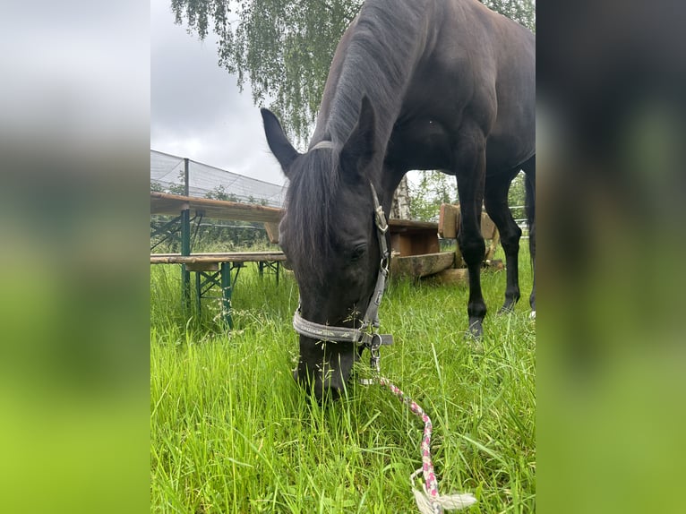 KWPN Mare 12 years 16,1 hh Black in Renchen