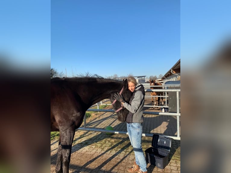 KWPN Mare 12 years 16,1 hh Black in Renchen