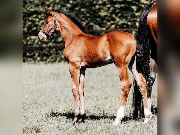 KWPN Mare 12 years 16,1 hh Brown in Maria Hoop