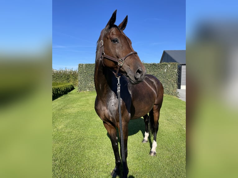 KWPN Mare 12 years 16,1 hh Brown in Maria Hoop