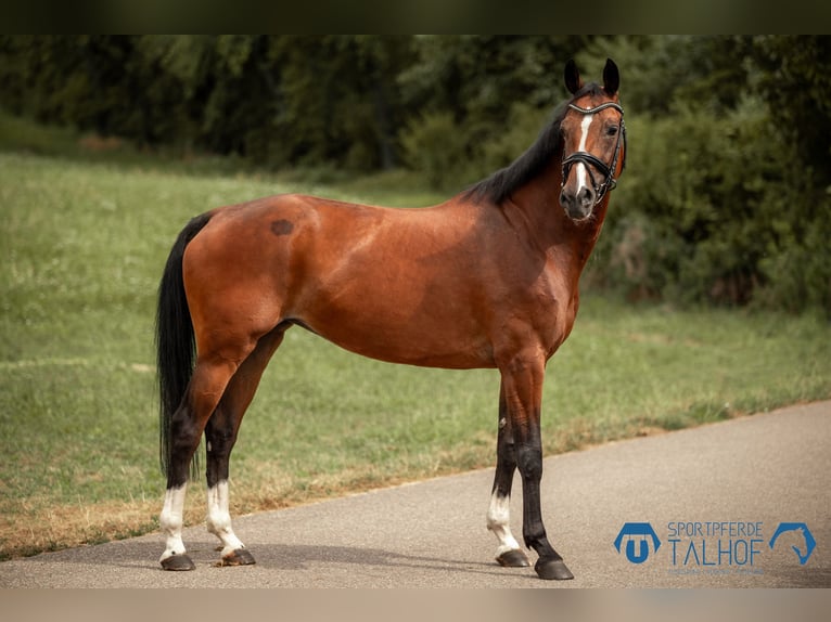 KWPN Mare 12 years 16,1 hh Brown in Korntal-Münchingen