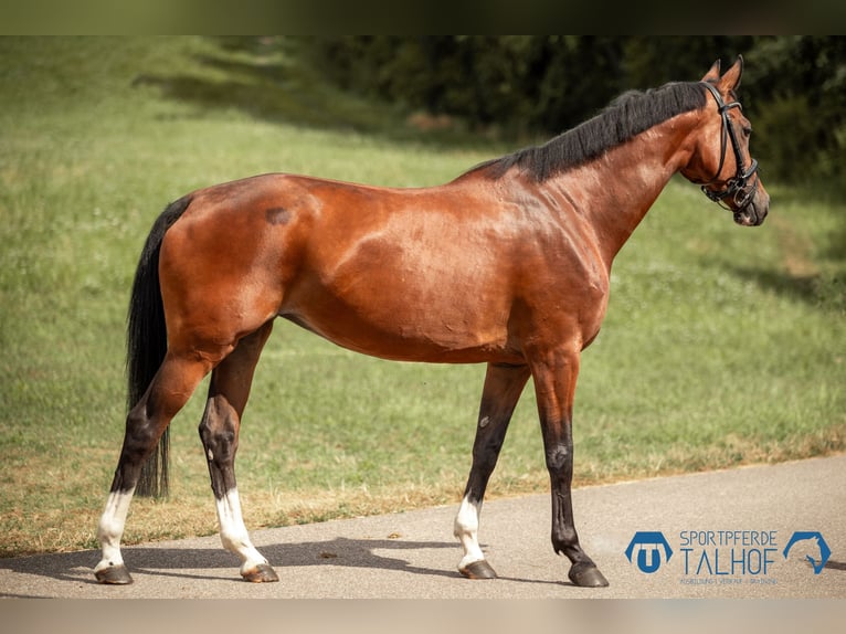 KWPN Mare 12 years 16,1 hh Brown in Korntal-Münchingen