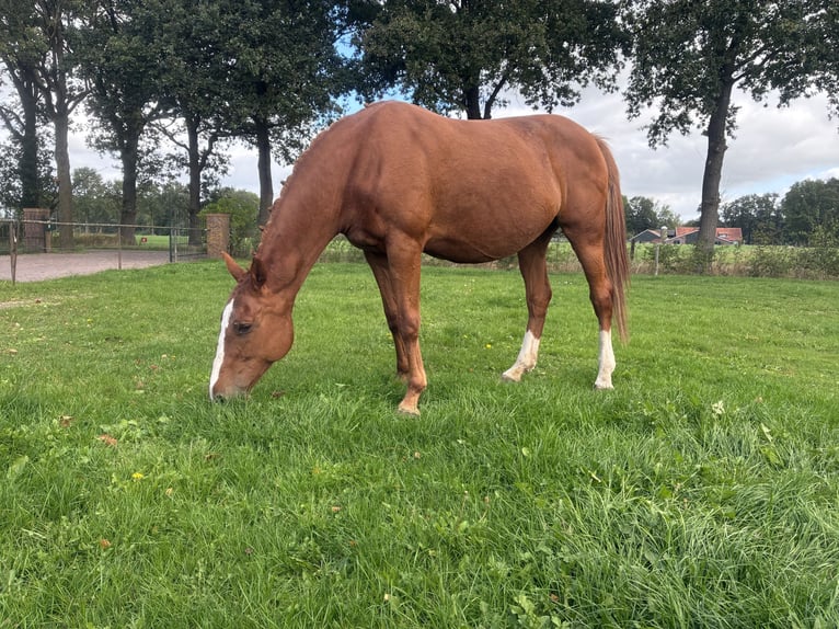 KWPN Mare 12 years 16.1 hh Chestnut-Red in Kaulille