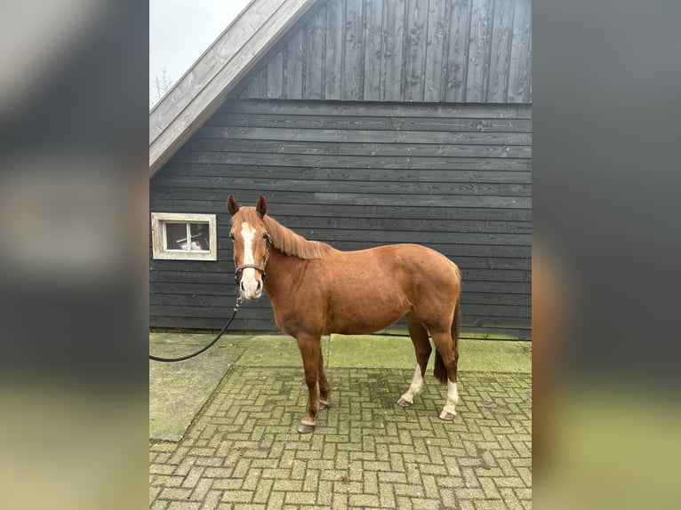 KWPN Mix Mare 12 years 16,1 hh Chestnut-Red in Laren