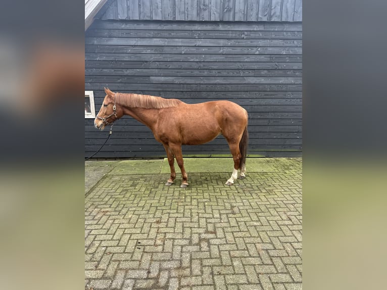 KWPN Mix Mare 12 years 16,1 hh Chestnut-Red in Laren