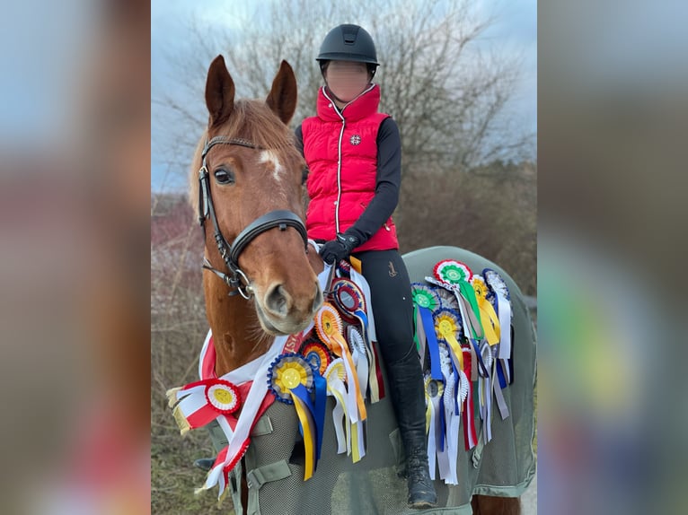 KWPN Mare 12 years 16,1 hh Chestnut-Red in Limburg an der Lahn